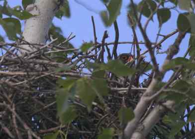 “猛张飞”阿穆尔隼