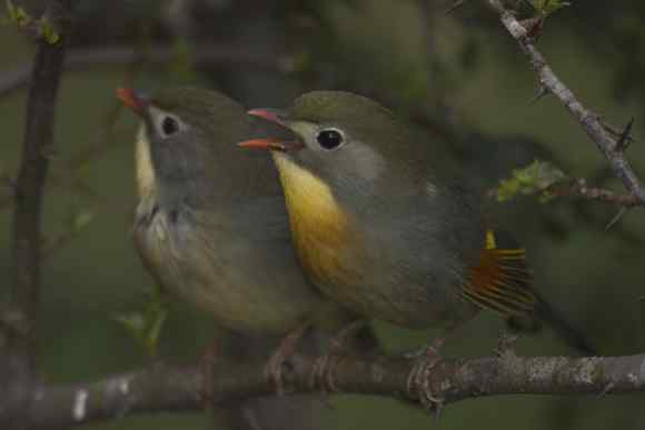 春天音乐会 春天音乐会