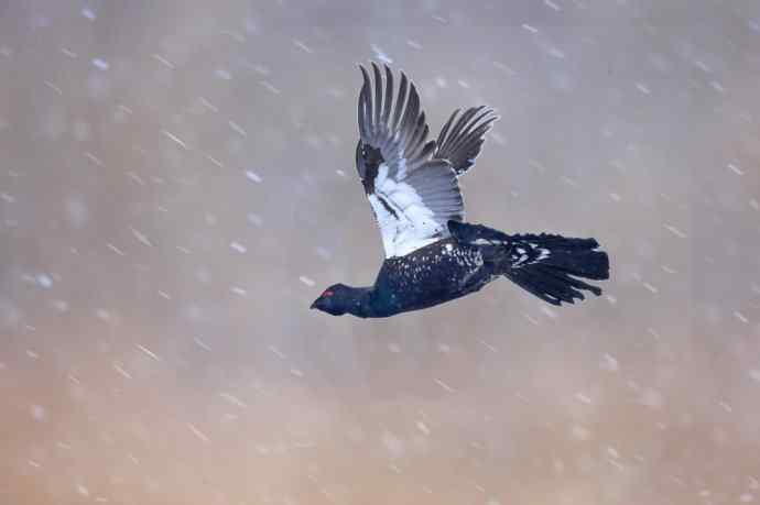 炮的野生鸟类摄影2012总结之三---黄昏界