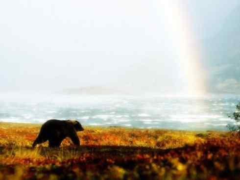 十大喜食蜂蜜动物：棕熊