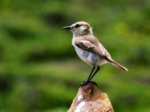 另类鸟类建筑师之二（褐背拟地鸦、雪雀）