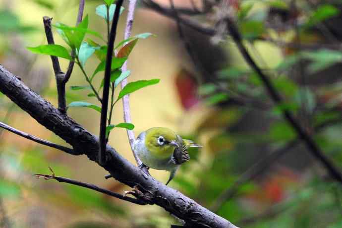 红胁绣眼鸟（8）