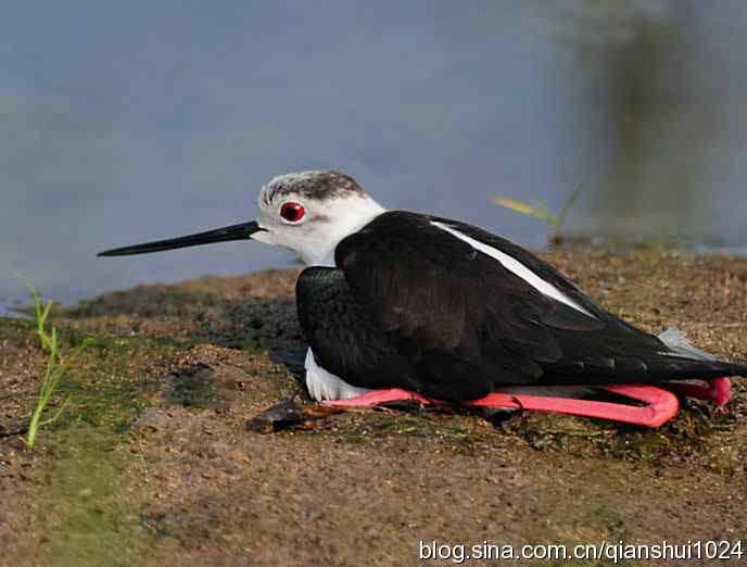 美丽优雅黑翅长脚鹬,就要当爸爸妈妈了
