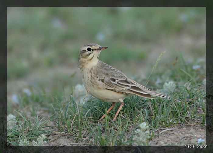 [百图]新疆鸟类(124p)