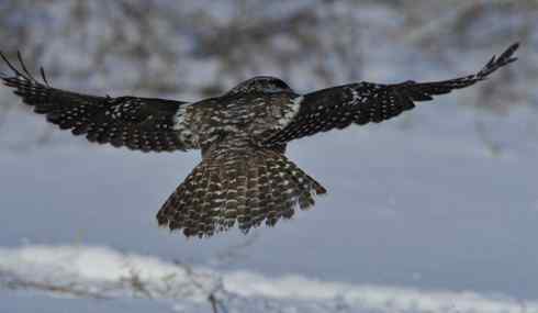 明锐异常的大庆猛鸮