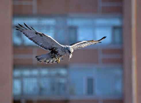 观鸟摄影之趣——人与鵟