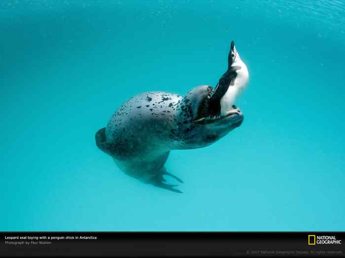 海豹吞食企鹅瞬间！