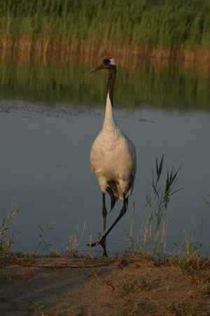 [组图]向海的丹顶鹤