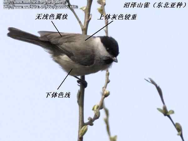 鸟类识别:沼泽山雀和褐头山雀