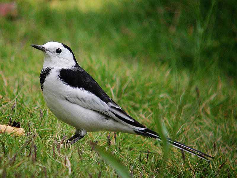 厦门常见鸟类图谱