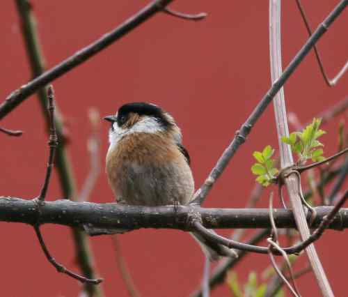 怎样区分黑头长尾山雀和黑眉长尾山雀