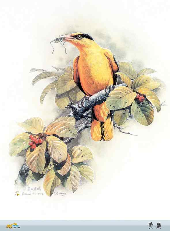 鸟类绘画