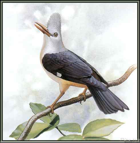 世界灭绝动物画像大全