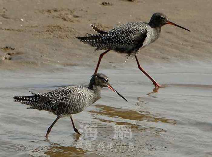 世界著名鸟类——水鸟