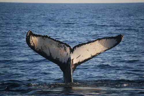 无畏的海鸥 与驼背鲸抢食