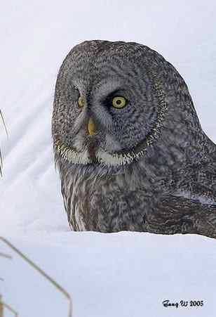 猫头鹰乌林鸮的”雷达系统” 猫头鹰乌林鸮的”雷达系统”