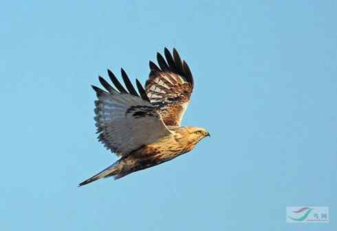 多图展示捕鼠英雄毛脚狂