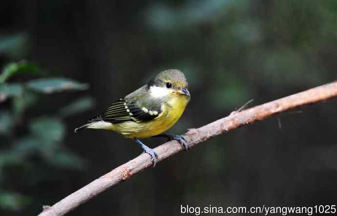 黄腹山雀（10）