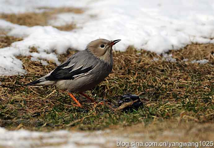 丝光椋（liang）鸟