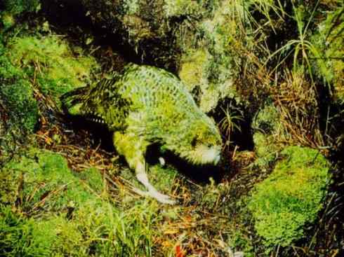 天生猎手:非猛禽类猎手之七 天生猎手:非猛禽类猎手之七