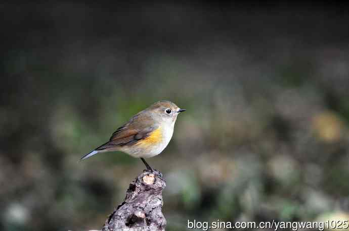 雌性红胁蓝尾鸲（49）