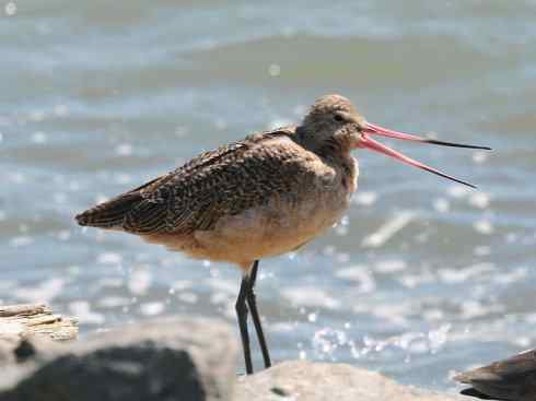 鸟类之最：斑尾滕鹬