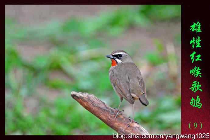 北京天坛公园的鸟类——雄性红喉歌鸲（9）