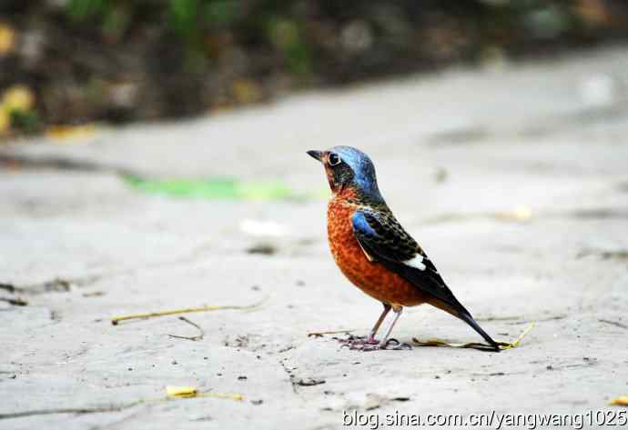 几幅标准像（记白喉矶鸫）