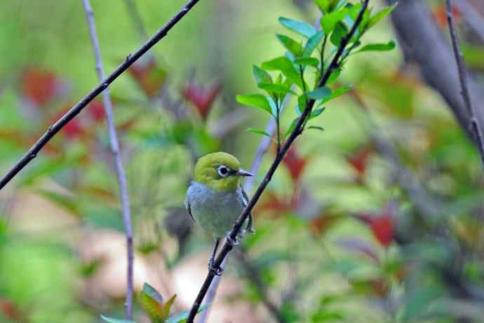 红胁绣眼鸟（8）