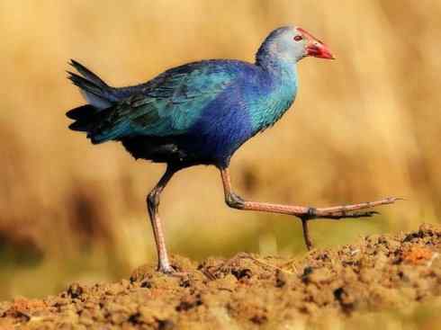 奇特的盔：紫水鸡