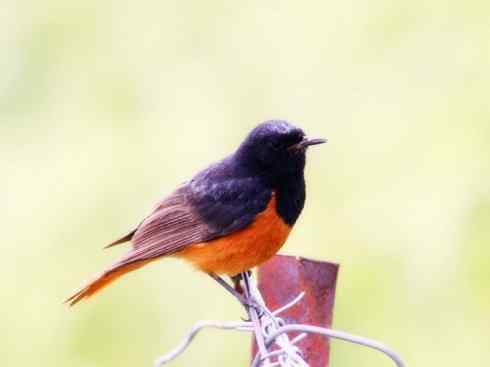 美丽无罪:雀鸟之红尾鸲 美丽无罪:雀鸟之红尾鸲