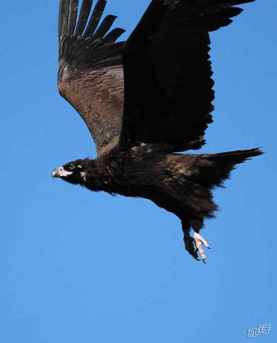 座山雕下山了鈥斺斖吼 座山雕下山了鈥斺斖吼