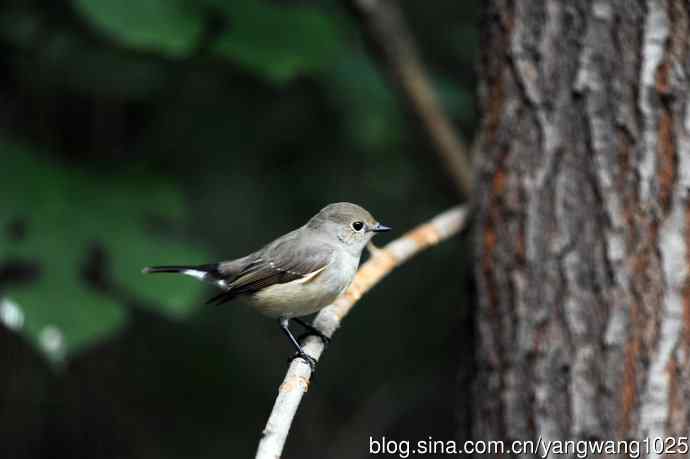 红喉姬鹟（24）