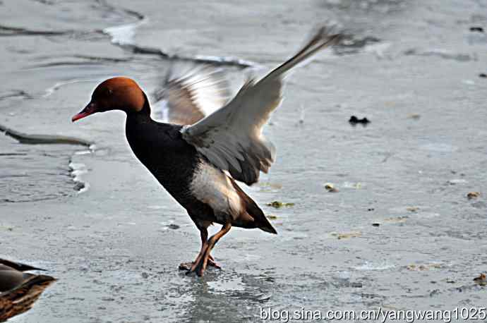 冰上舞蹈（白天鹅、赤麻鸭）