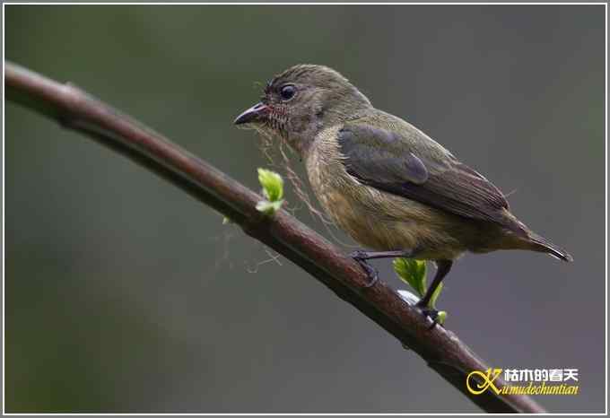 三天守候一只鸟【照片】