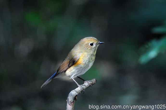 雌性红胁蓝尾鸲（57）