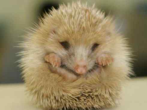 动物世界:山寨还是原创之三 动物世界:山寨还是原创之三