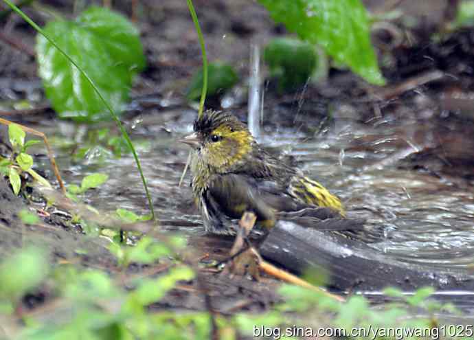 冲凉的小黄雀（2）