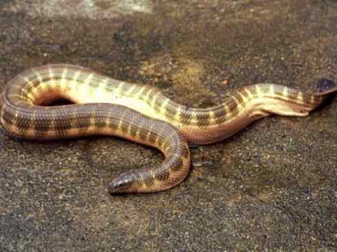 龙：传说的兽原型探秘（海蛇类）