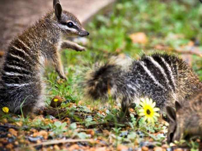 盘点十二大著名食蚁动物：袋食蚁兽