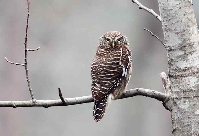 洋县两天观鸟,秦岭如此美妙! 洋县两天观鸟,秦岭如此美妙!