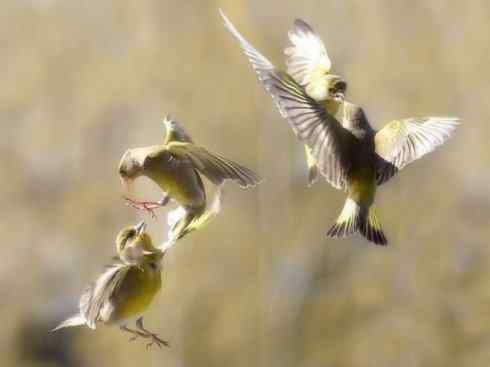 雀鸟也彪悍：谁怕谁（鹊鸲）