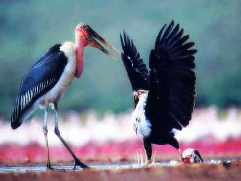 白头鸟系列：另类的美丽12