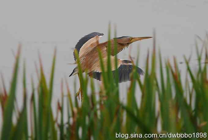 黄苇鳽--雅逸的小黄鹭