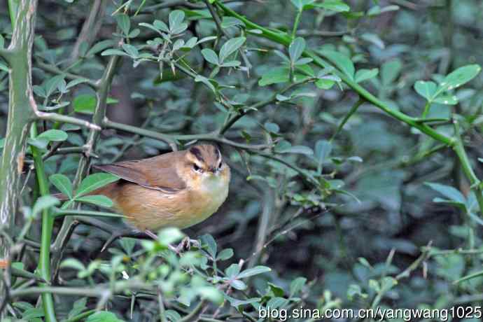黑眉苇莺 黑眉苇莺