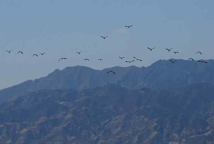 野鸭湖雁鸭翔飞 野鸭湖雁鸭翔飞