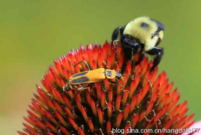 采花大盗与小盗