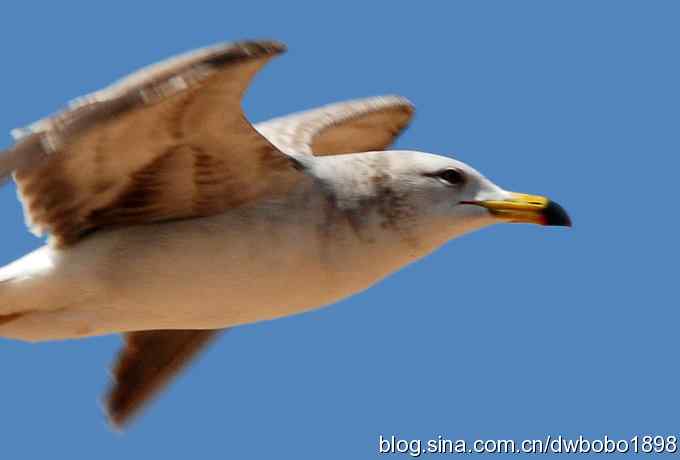 飞翔的黑尾鸥