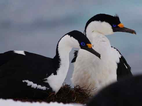 奇特的盔：雪海燕