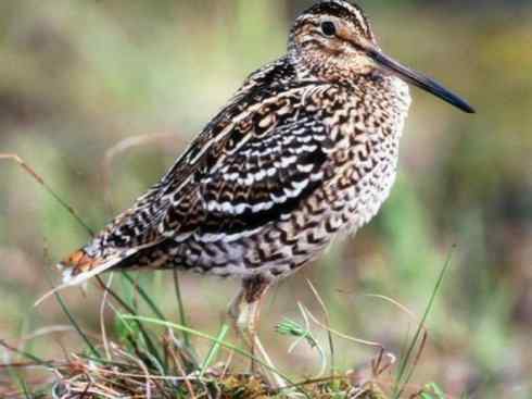 鸟类之最：斑腹沙锥